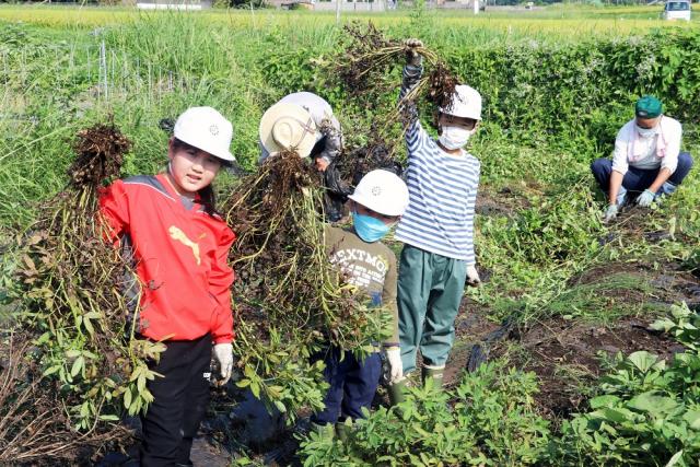 ふるさと先生と一緒に新城小学校で落花生収穫