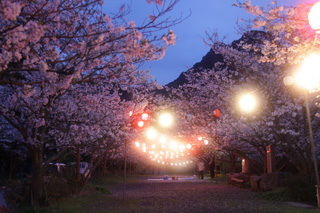 牛根境地区夜桜のトンネル