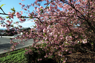 河津桜が告げる春の訪れ