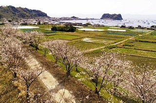 江ノ島と桜並木