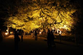 夜闇に浮かぶ黄金の葉