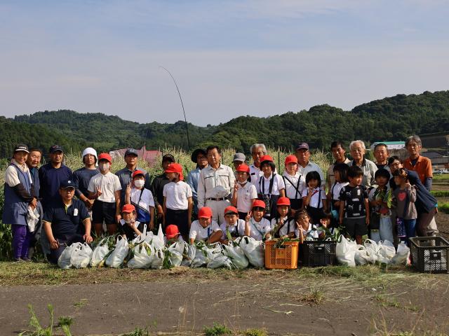 耕作放棄地解消事業でトウモロコシ収穫体験