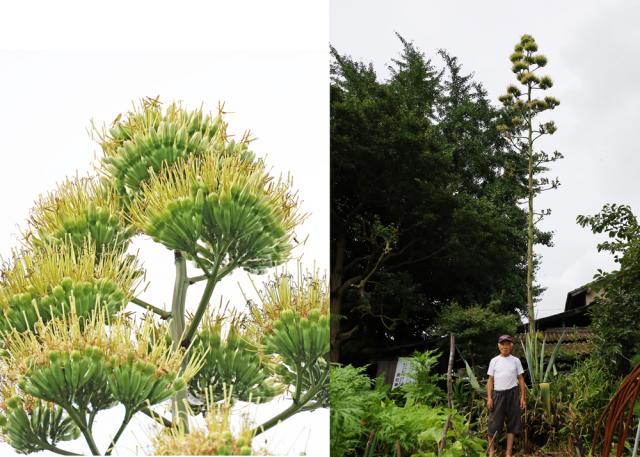自宅の畑でリュウゼツランが開花！