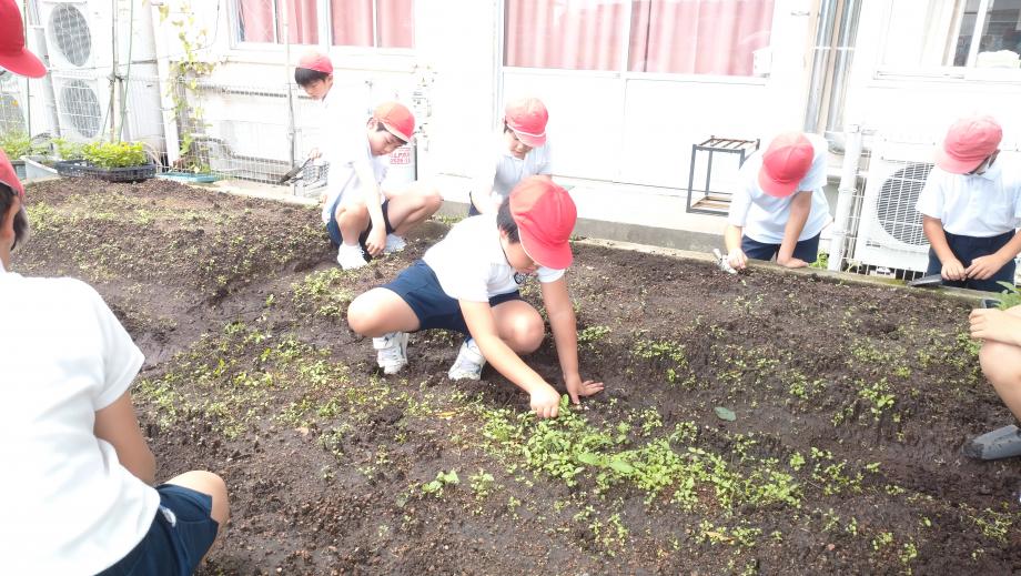 2025年6月12日_midorikatudou2