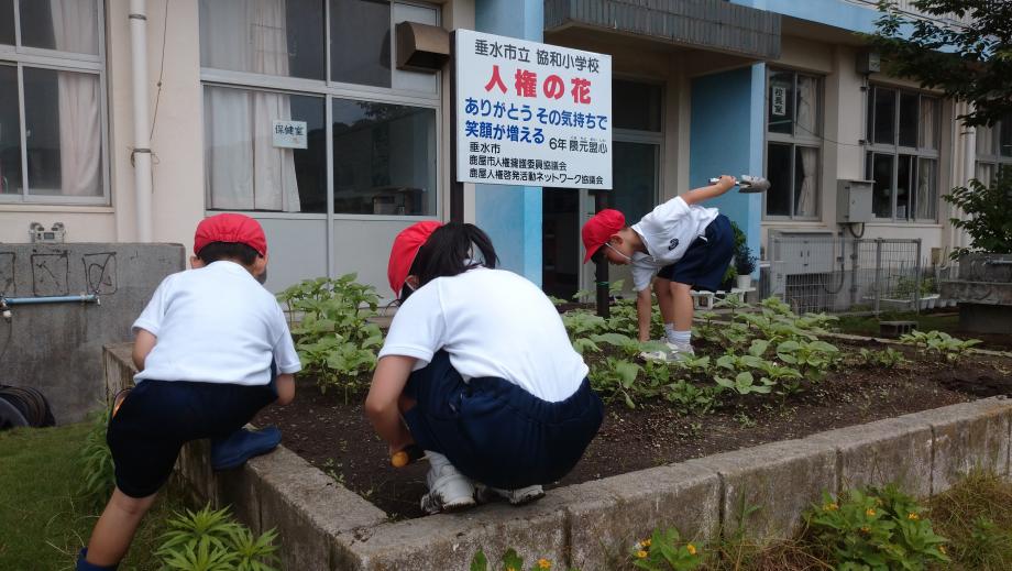 2025年6月12日_himawarikusatori1