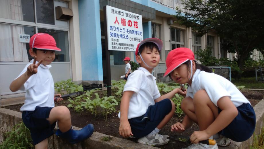 2025年6月12日_himawarikusatori2