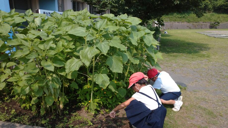 2025年7月2日_himawari1