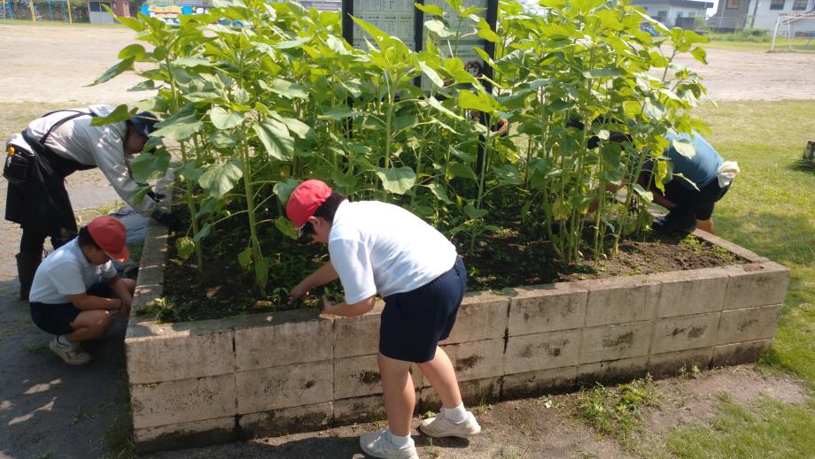 2025年7月2日_himawari2