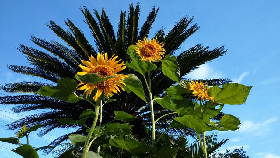 2025年8月11日_himawari1