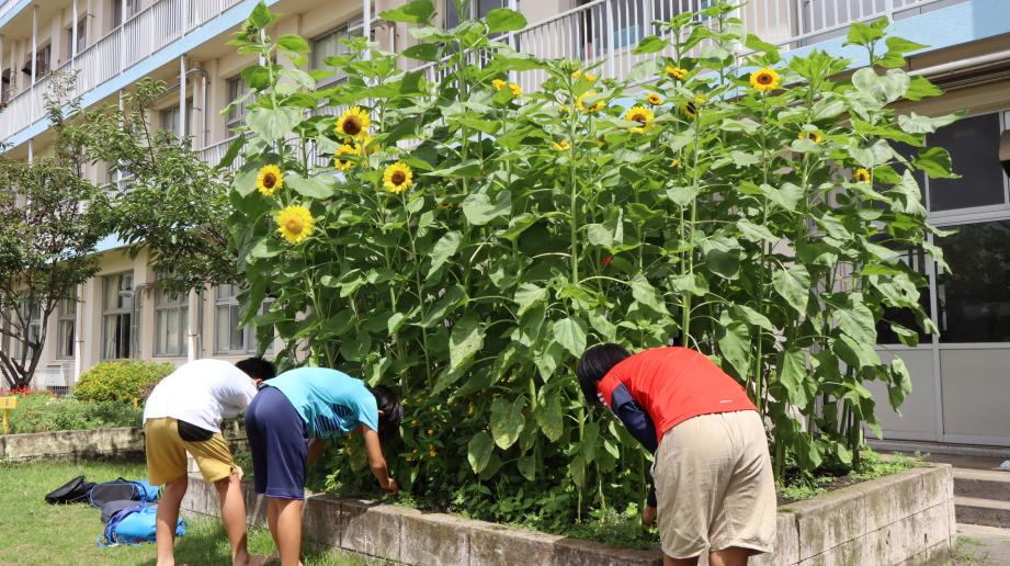 2025年7月22日_himawari1