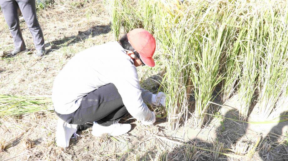 2025年11月5日_inekari1