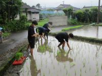 田植えの様子2