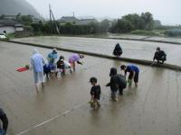 田植えの様子2
