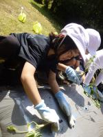 植えている様子1年生