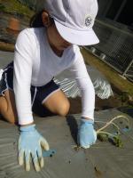 植えている様子2年生