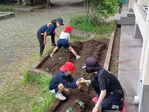 苗植え1