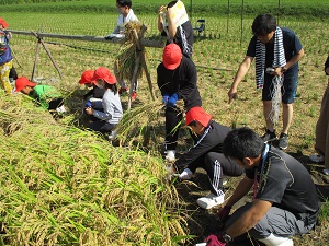 稲刈り