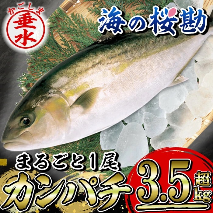海産物6