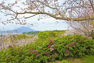 桜島を囲む春の花たち