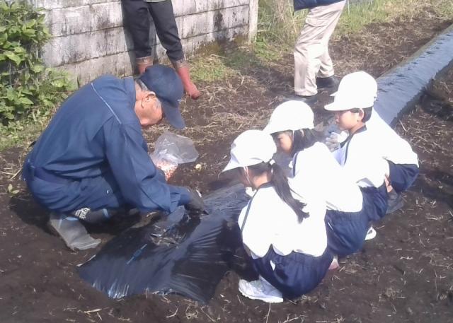 新城小学校落花生植え