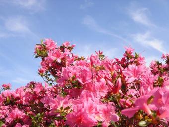 垂水市の花・高峠つつじ