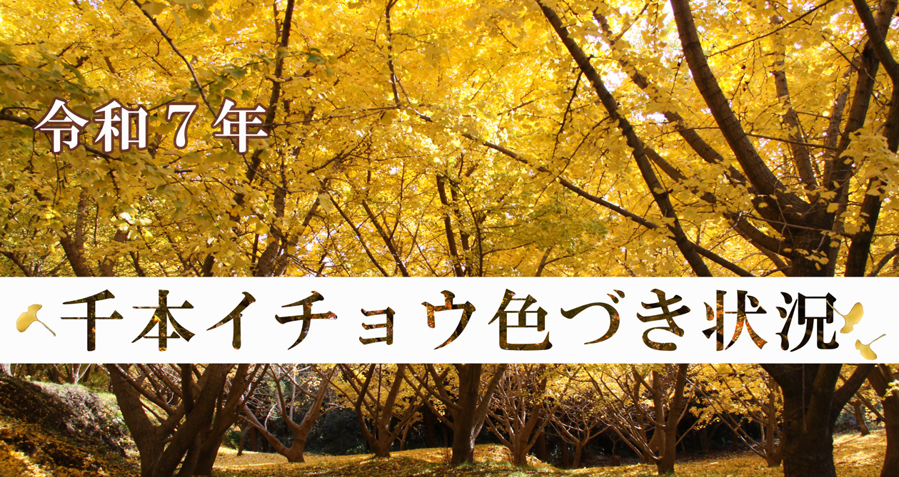 令和7年千本イチョウ色づき状況