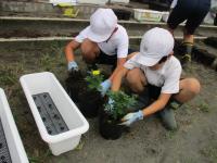 植え付け
