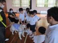 盲導犬1