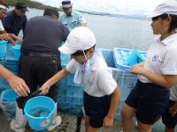 稚魚放流2