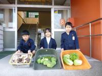 野菜の収穫