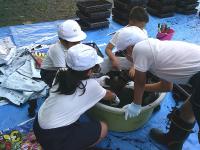 グリーンタイム11