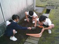 朝のボランティア活動苔取り3
