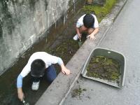 朝のボランティア活動苔取り1