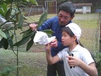 ビワの収穫